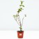 Seedling Kalina Gordovina, pot C3.5, autumn 2024