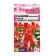 Salvia flowers "Reddi", Scarlet, Bicolor sparkling, this. Alt, c/n, 5 pcs