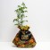 Sahenian Rosa Lydia, spray rose, pot 2 l., Summer 2024