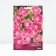 General blood red Elke, rr I, 1 pc, spring 2025