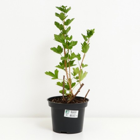 Gooseberry beryl, s2 pot, n20-40 height, 1 pc, summer 2024-1