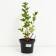 Gooseberry beryl, s2 pot, n20-40 height, 1 pc, summer 2024