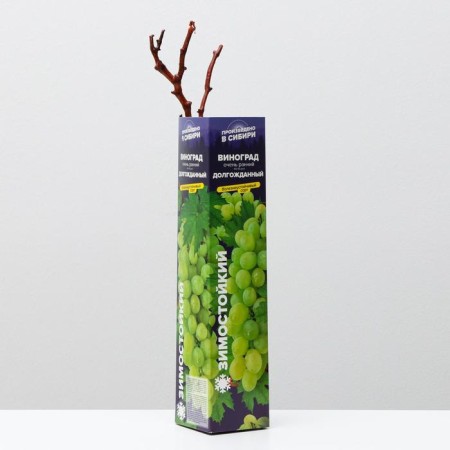 Grape seedling is long -awaited, spring 2024, 1 pc.