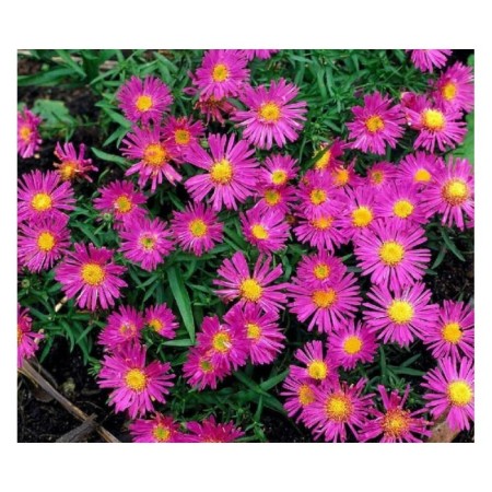 Astra shrub "Alice Hasle", pot C3, 1 pc, spring 2024