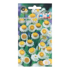 Flower seeds ammobum 