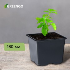 Pot for seedlings, 180 ml, D = 7 cm, h = 6 cm, black, Greengo