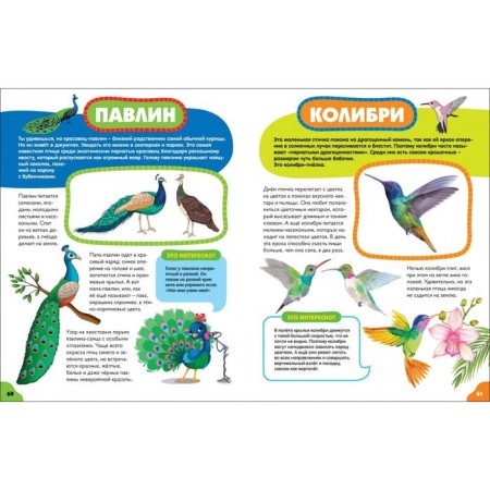 Birds for the smallest-7