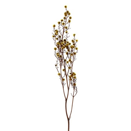 Dry flowers “Molchy Mile”, 25 g, length - 70 cm, yellow color-2
