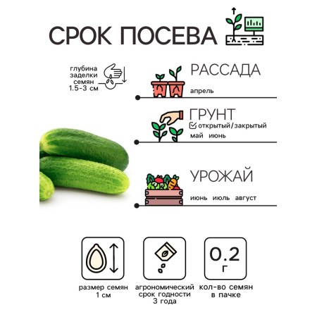 Cucumber seeds "Bogkova", 0.2 g-1