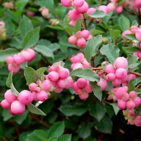 Dorenboza Snowman Snowman "Magical Pink Carpet", P9 pot, summer 2024