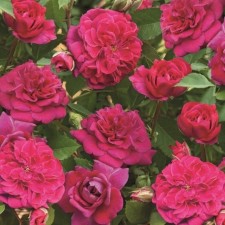 Seedling rose park 