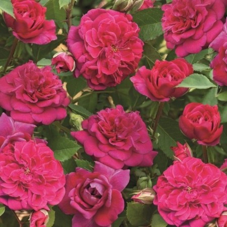 Seedling rose park "Crimson Winter Jewel", tube, 1 pc, spring 2025