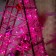 LED figure "Rose Christmas tree", 28 × 50 × 13 cm, 10 watts, 220 V