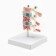 Matcage "spine in the context" 8*7cm