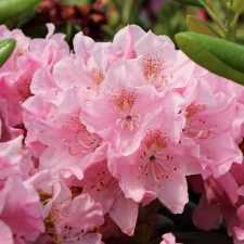 Rhododendron hybrid 