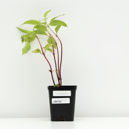 Spit -stained "Atropurpureum", P9 pot, 1 pc, Spring 2024-2