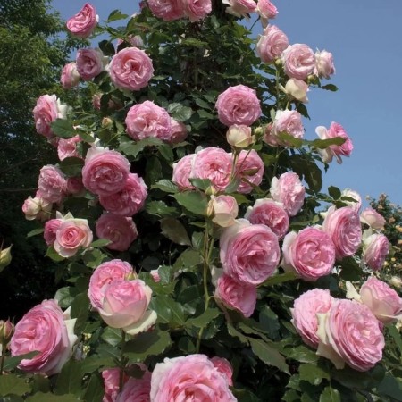 Seedling rose "Pierre de Ronsar", tube, spring 2025