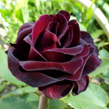 Sahenian Rosa "Fiji Negro", tube, spring 2025
