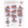 Multiplication and division. Fun mathematics. Domanskaya L.