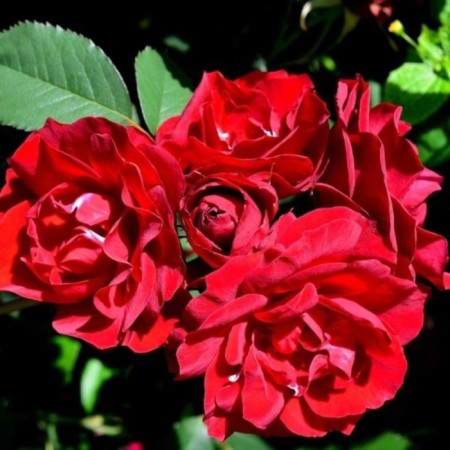 Seedling Rosa Shrab (bush) Bertram, 1 pc, spring 2024