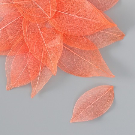 Leaves skeletered for creativity "coral" set 20 pcs h = 6-6.5 cm-1
