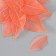 Leaves skeletered for creativity "coral" set 20 pcs h = 6-6.5 cm