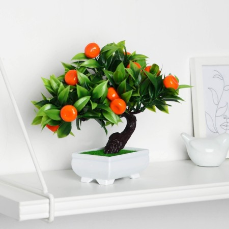 Bonsai in the pot "Mandarin tree" 10x18 cm
