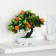 Bonsai in the pot "Mandarin tree" 10x18 cm