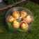 Easter souvenir "Chickens in the egg on the grass" set 6 pcs 4.5x14x14 cm