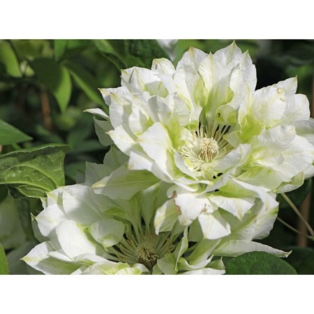 Clematis large-flowered yukiokoshi, C2 pot, H20-40 height, 1 pc, summer 2024
