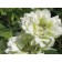 Clematis large-flowered yukiokoshi, C2 pot, H20-40 height, 1 pc, summer 2024
