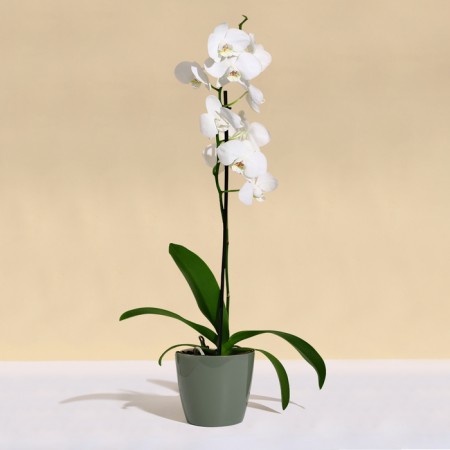 Flower pot, d = 21 cm, 5.2 l, plastic, green sage-2