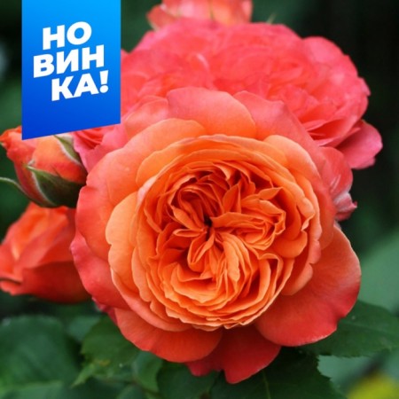 Rosa Shrab (Park) Emillion Guillaio