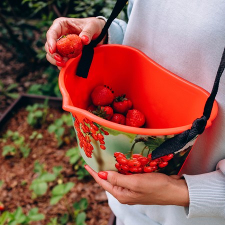 Berry collection capacity, 3 l, “red currants”, red-10