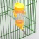A complex for rodents with a feeder and a drinker of 80 ml, a mix of flowers