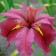 Iris Luisian Andy Dandy, rr I, 1 pc, spring 2025