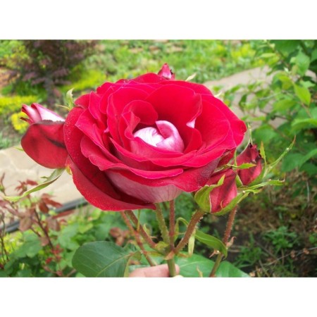 Seedling rose Spray "Manitoba", 1 pc, spring 2024