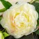 Artificial flowers "duo peony" 12x60 cm, white