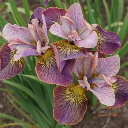 Iris Siberian Anbattond Zipers, Rr. I, 1 pc, spring 2024