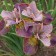 Iris Siberian Anbattond Zipers, Rr. I, 1 pc, spring 2024