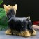Piggy bank "Yorkshire Terrier" Standing, 16x32x28cm