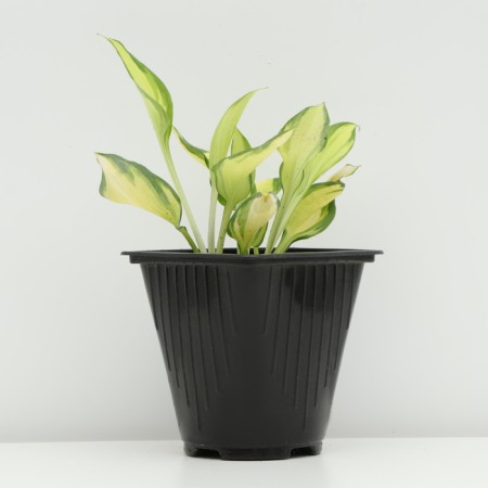 Hybrid Khosta "Color Festival", pot C3, 1 pc, spring 2024-1