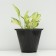 Hybrid Khosta "Color Festival", pot C3, 1 pc, spring 2024