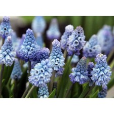 Muscari Armenian Azuraum, 6/7 rr, 10 pcs, 15-20 h (cm), autumn 2024