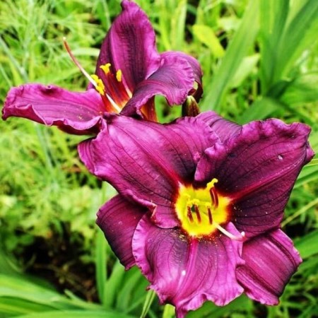 Hybrid Lileynik "Super Fox", pot C3, 1 pc, Spring 2024