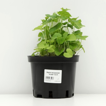 Violet Nursing "Alba", pot C2, 1 pc, spring 2024-2