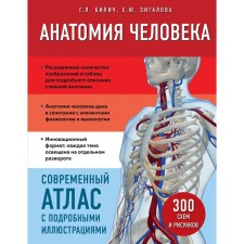 Анатомия человека. Современный атлас с подробными иллюстрациями. Билич Г.Л., Зигалова Е.Ю.