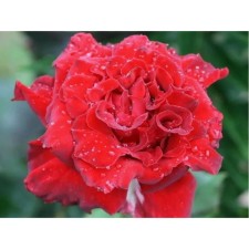 Rose Floribunda Stromboli, C3.5 pot, H25-45, 1 pc, summer 2024
