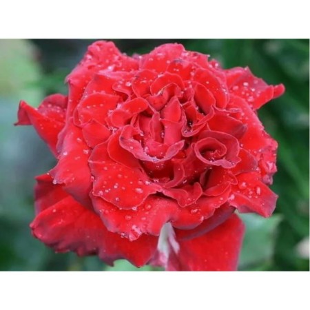 Rose Floribunda Stromboli, C3.5 pot, H25-45, 1 pc, summer 2024