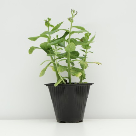 Cleanot Telephium "Manster Dark Red", pot C2, 1 pc, Spring 2024-1